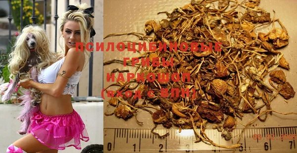 ПСИЛОЦИБИНОВЫЕ ГРИБЫ Медвежьегорск